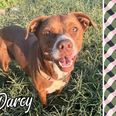 Darcy photo