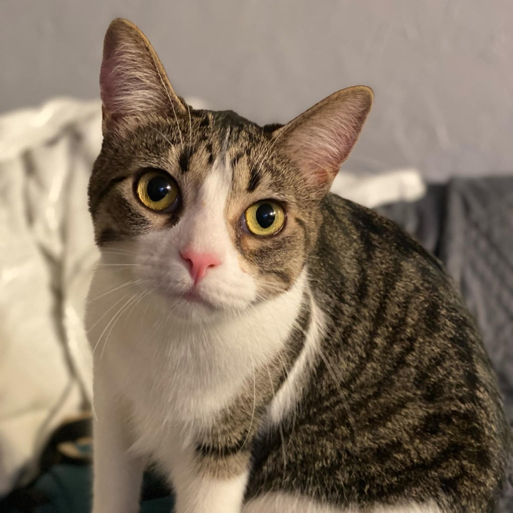 Sam 3