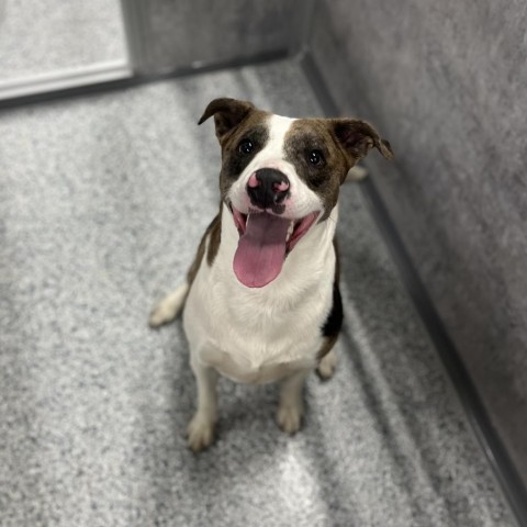 Ash, an adoptable Australian Shepherd in Milford, IA, 51351 | Photo Image 2