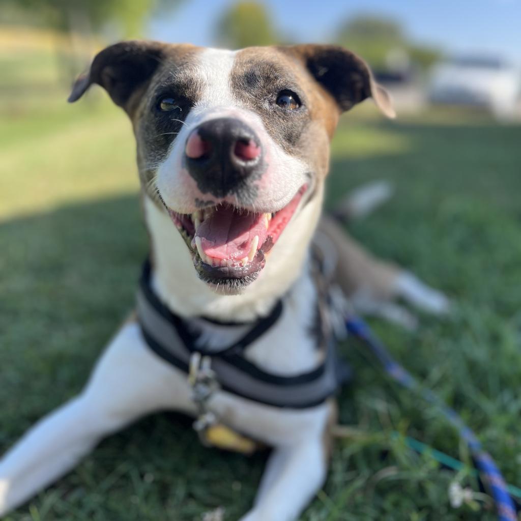 Ash, an adoptable Australian Shepherd in Milford, IA, 51351 | Photo Image 2
