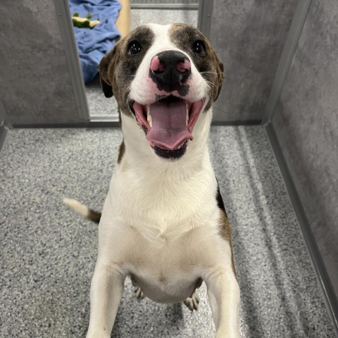 Ash, an adoptable Australian Shepherd in Milford, IA, 51351 | Photo Image 4