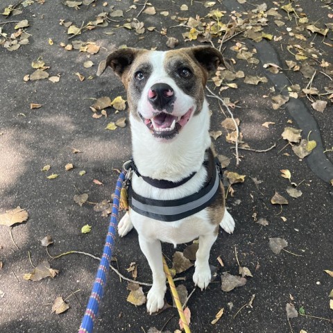 Ash, an adoptable Australian Shepherd in Milford, IA, 51351 | Photo Image 4