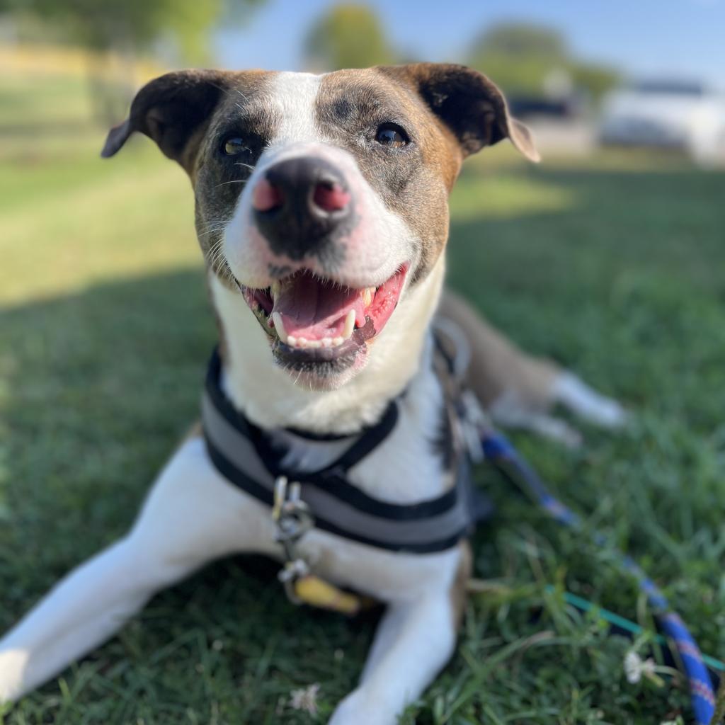 Ash, an adoptable Australian Shepherd in Milford, IA, 51351 | Photo Image 5