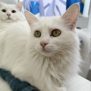Opal Domestic Long Hair Cat