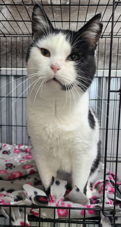 6189 (Buddy), an adoptable Domestic Short Hair in Lake City, MI, 49651 | Photo Image 1