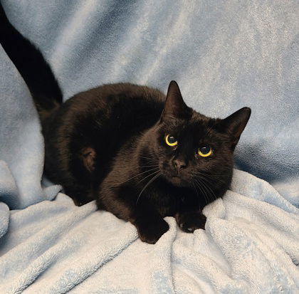 6202 (Ebony), an adoptable Domestic Short Hair in Lake City, MI, 49651 | Photo Image 1