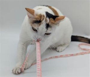 DUTCHESS VON KATZ*, Young Female Domestic Short Hair
