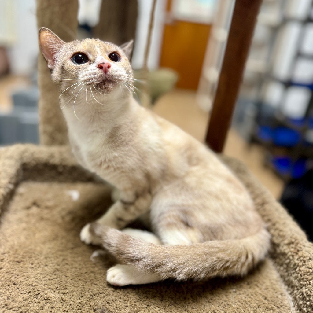 Hallie, an adoptable Domestic Short Hair in Corpus Christi, TX, 78414 | Photo Image 1