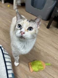 Hallie, an adoptable Domestic Short Hair in Corpus Christi, TX, 78414 | Photo Image 1