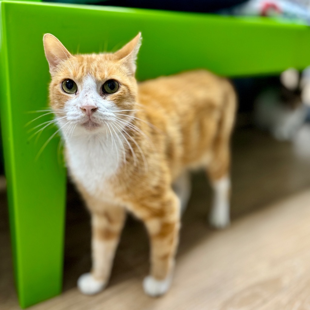 Huey, an adoptable Domestic Short Hair in Corpus Christi, TX, 78414 | Photo Image 1