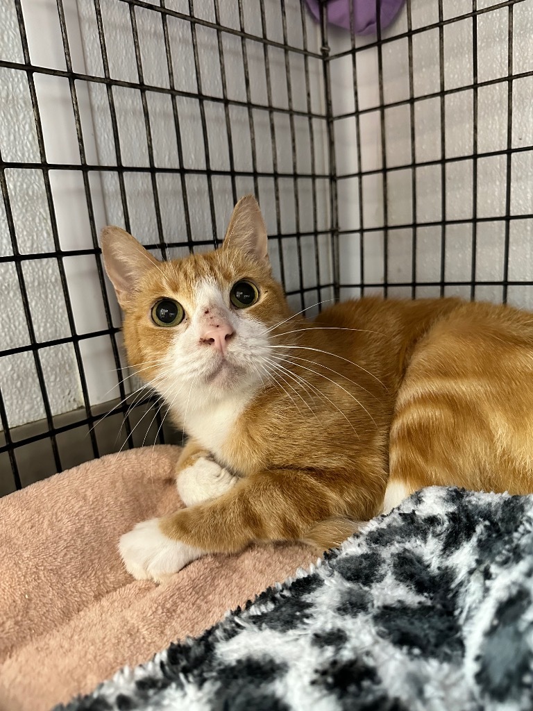 Huey, an adoptable Domestic Short Hair in Corpus Christi, TX, 78414 | Photo Image 2