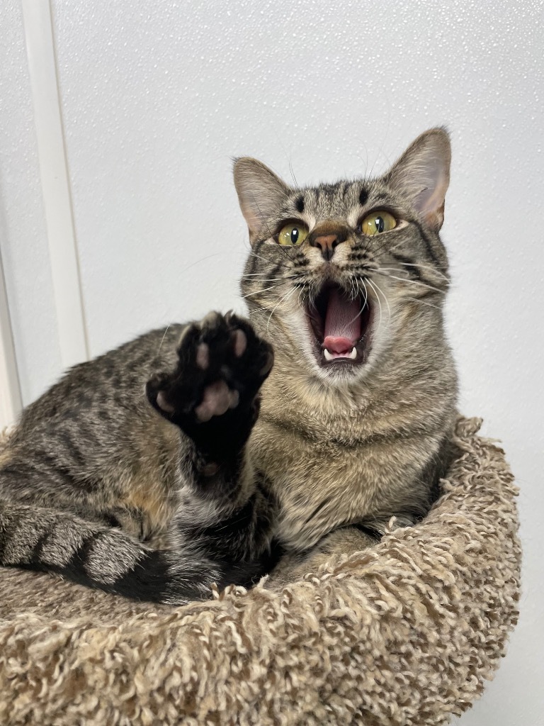 Thyme, an adoptable Domestic Short Hair in Corpus Christi, TX, 78414 | Photo Image 1