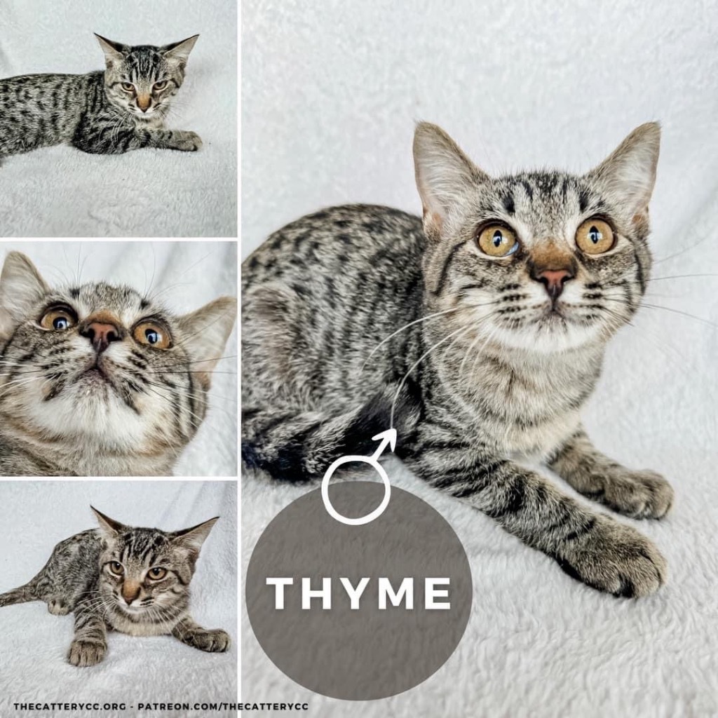 Thyme, an adoptable Domestic Short Hair in Corpus Christi, TX, 78414 | Photo Image 2