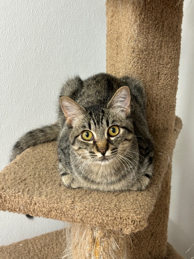 Thyme, an adoptable Domestic Short Hair in Corpus Christi, TX, 78414 | Photo Image 3