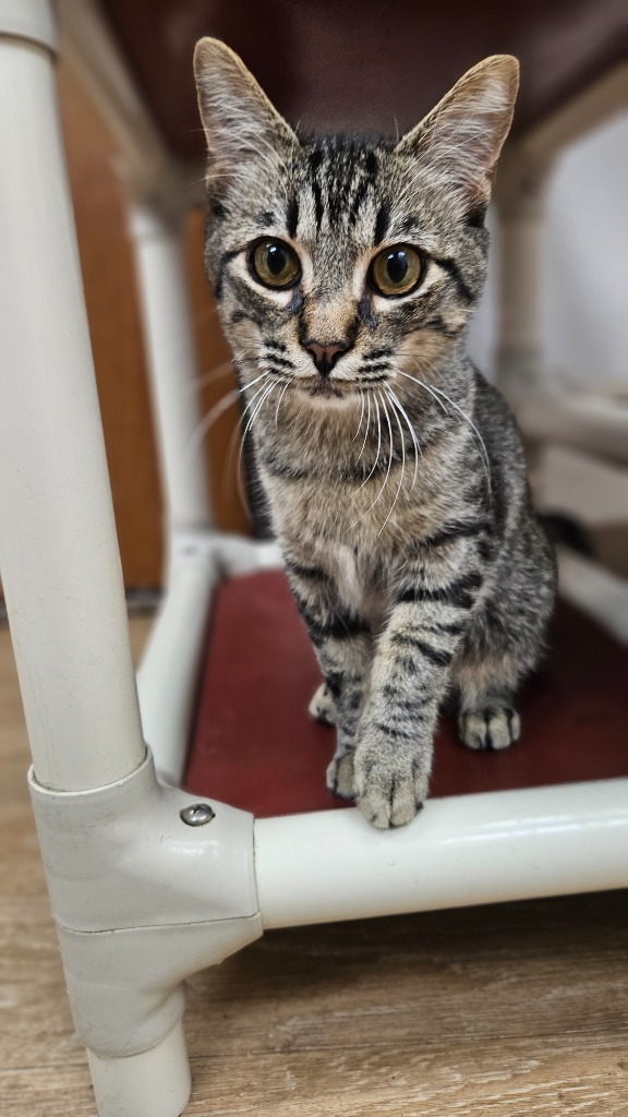 Thyme, an adoptable Domestic Short Hair in Corpus Christi, TX, 78414 | Photo Image 4