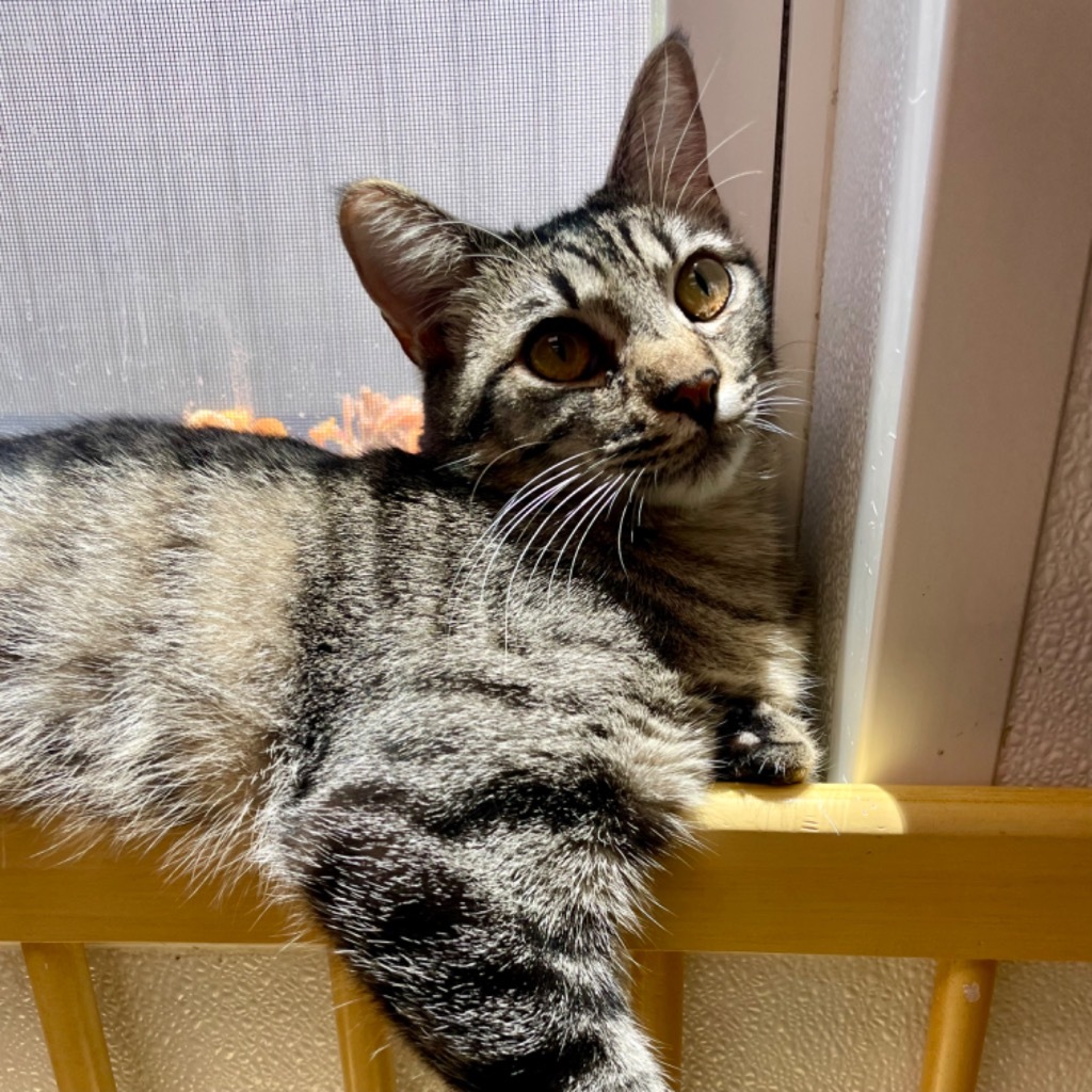 Thyme, an adoptable Domestic Short Hair in Corpus Christi, TX, 78414 | Photo Image 5