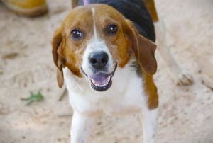 SAFFRON Beagle Dog