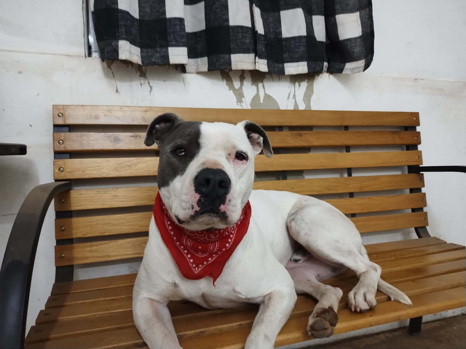 Joey, an adoptable Pit Bull Terrier, Dalmatian in Sapulpa, OK, 74066 | Photo Image 3