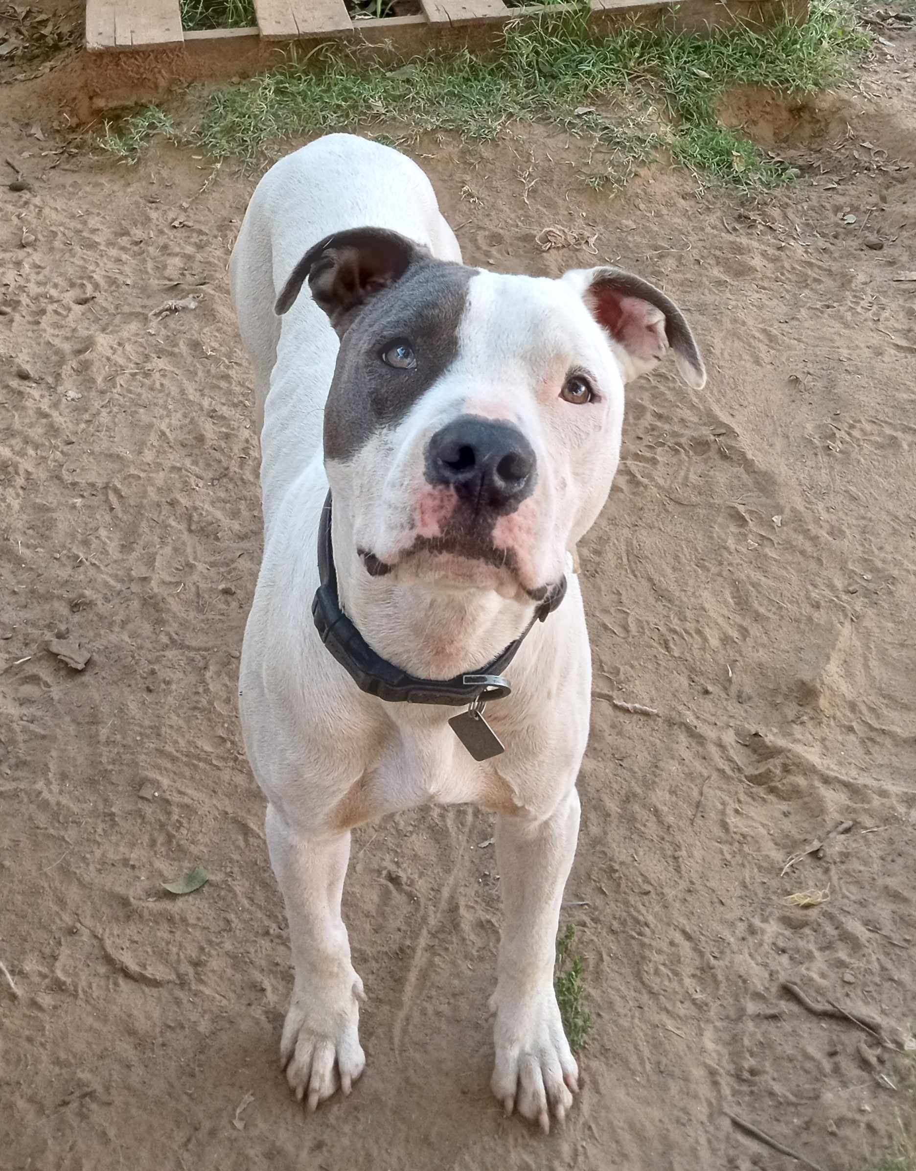Joey, an adoptable Pit Bull Terrier, Dalmatian in Sapulpa, OK, 74066 | Photo Image 9