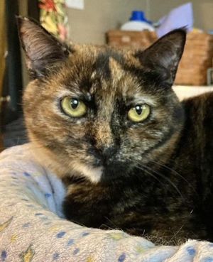Cinnamon Toast is a sweet little girl She likes the attention of people and tolerates the presence 