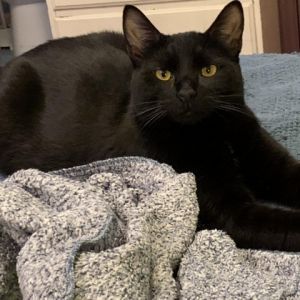 Sir Lancelot is an extremely handsome mini-panther who is affectionate funny i