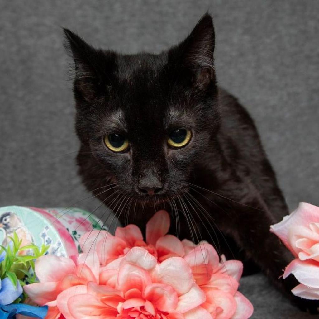 Midnight, an adoptable Domestic Short Hair in Hackett, AR, 72937 | Photo Image 1