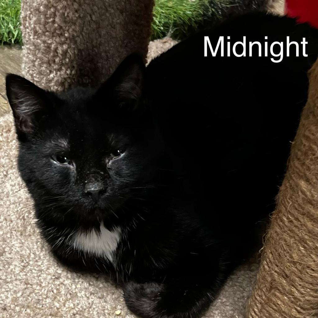 Midnight, an adoptable Domestic Short Hair in Hackett, AR, 72937 | Photo Image 2