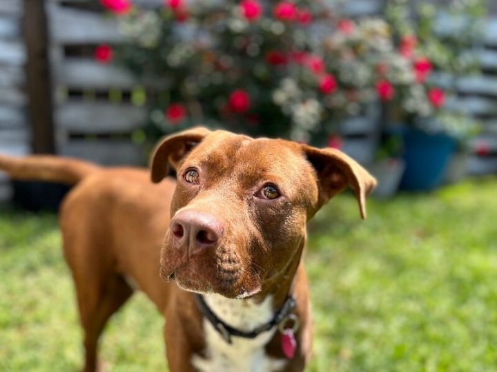 Dog for adoption - Denver Wiggles, a Pit Bull Terrier & Vizsla Mix in ...