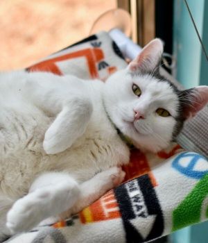 Sylvester came to Good Mews from Cherokee County for a better chance at adoption Sylvester went to 