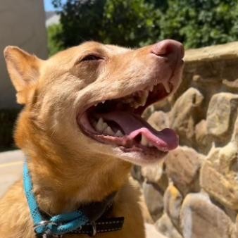 Bruce Lee, an adoptable Basenji, Chihuahua in Oceanside, CA, 92058 | Photo Image 1