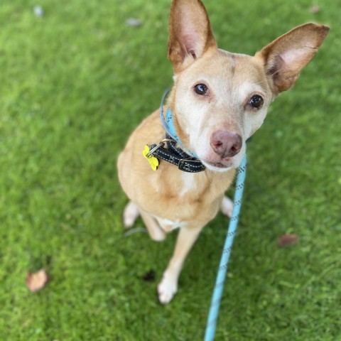 Bruce Lee, an adoptable Basenji, Chihuahua in Oceanside, CA, 92058 | Photo Image 2