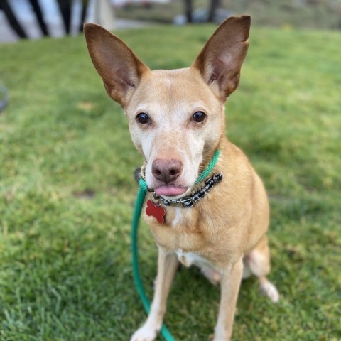 Bruce Lee, an adoptable Basenji, Chihuahua in Oceanside, CA, 92058 | Photo Image 3