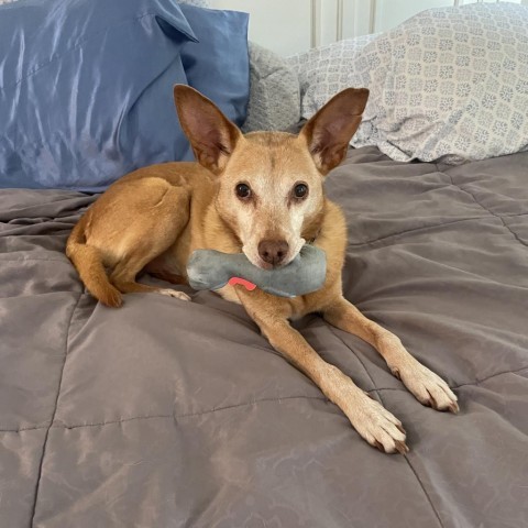 Bruce Lee, an adoptable Basenji, Chihuahua in Oceanside, CA, 92058 | Photo Image 4