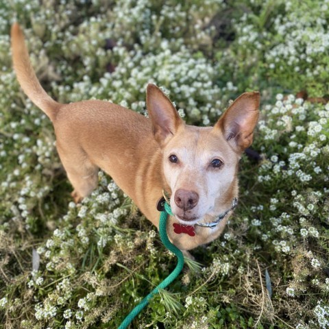 Bruce Lee, an adoptable Basenji, Chihuahua in Oceanside, CA, 92058 | Photo Image 6