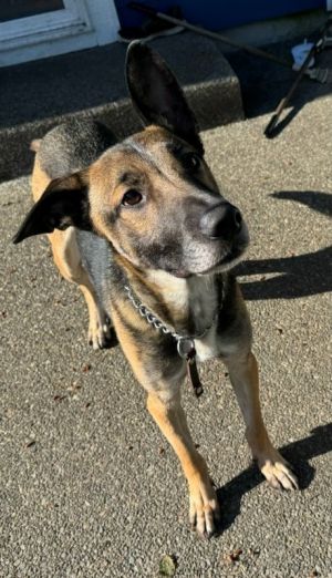 Animal Profile Leo fka Robb is an estimated 3-year-old male Shepherd mix who was adopted as a young
