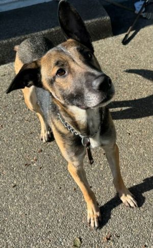 Animal Profile Leo fka Robb is an estimated 3-year-old male Shepherd mix who was adopted as a young