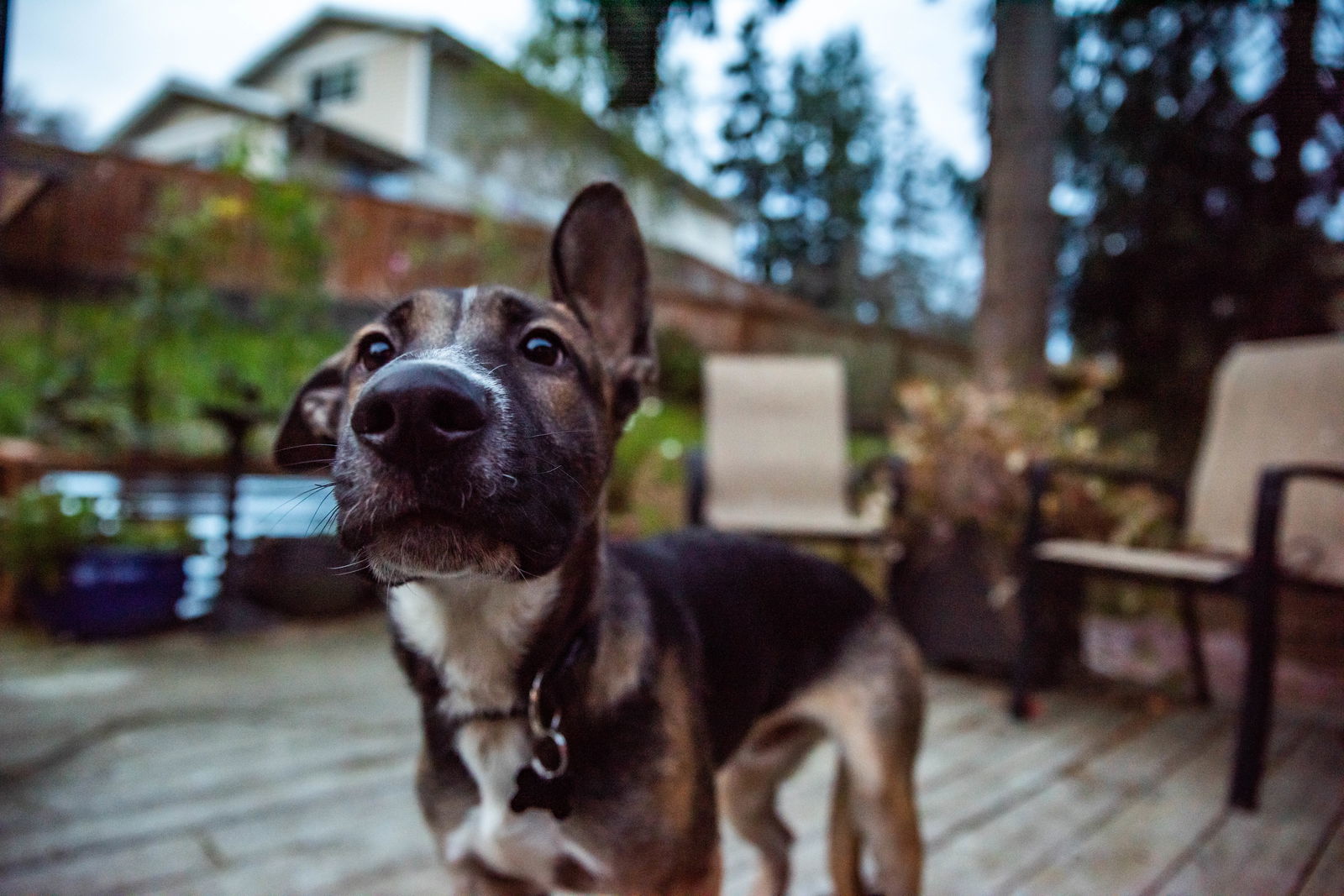 Leo, an adoptable German Shepherd Dog in Bothell, WA, 98021 | Photo Image 3