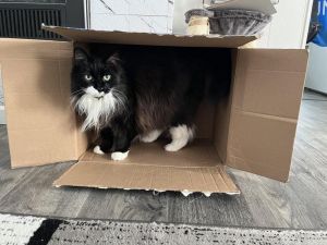 Cookie Monster *Courtesy Posting* Domestic Long Hair Cat