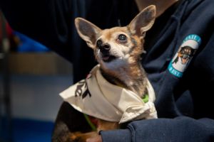Mr Kiki is a 15-17 year-old 5-pound male chihuahua mix from the NYCACC He has