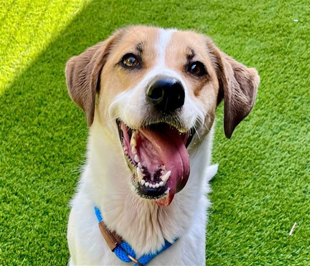 ALLIE, an adoptable Harrier, Mixed Breed in San Jose, CA, 95111 | Photo Image 1