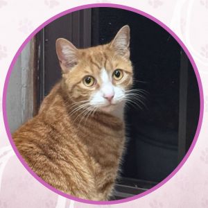 James Mackintosh, Young Male Domestic Short Hair