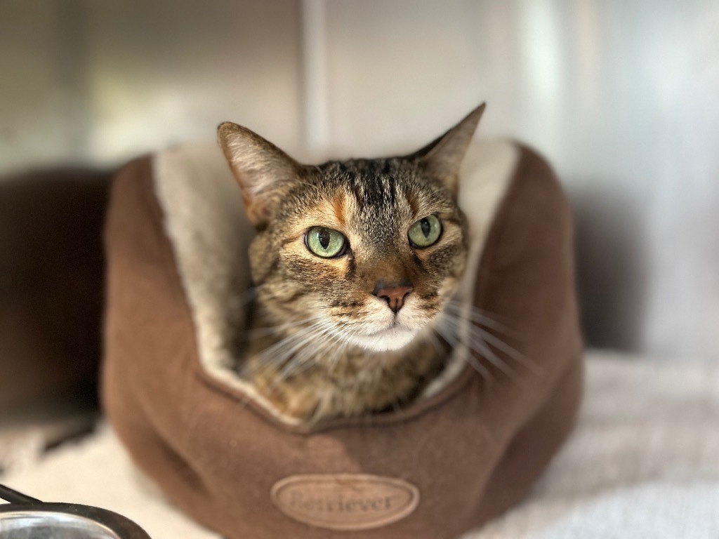 Baby, an adoptable Domestic Short Hair in Ashland, WI, 54806 | Photo Image 1