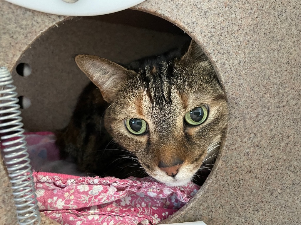 Baby, an adoptable Domestic Short Hair in Ashland, WI, 54806 | Photo Image 2