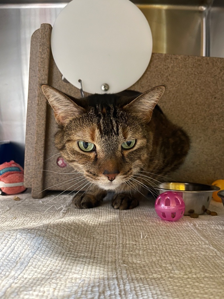 Baby, an adoptable Domestic Short Hair in Ashland, WI, 54806 | Photo Image 3