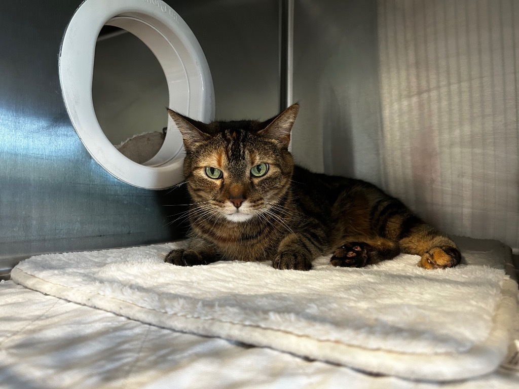 Baby, an adoptable Domestic Short Hair in Ashland, WI, 54806 | Photo Image 4