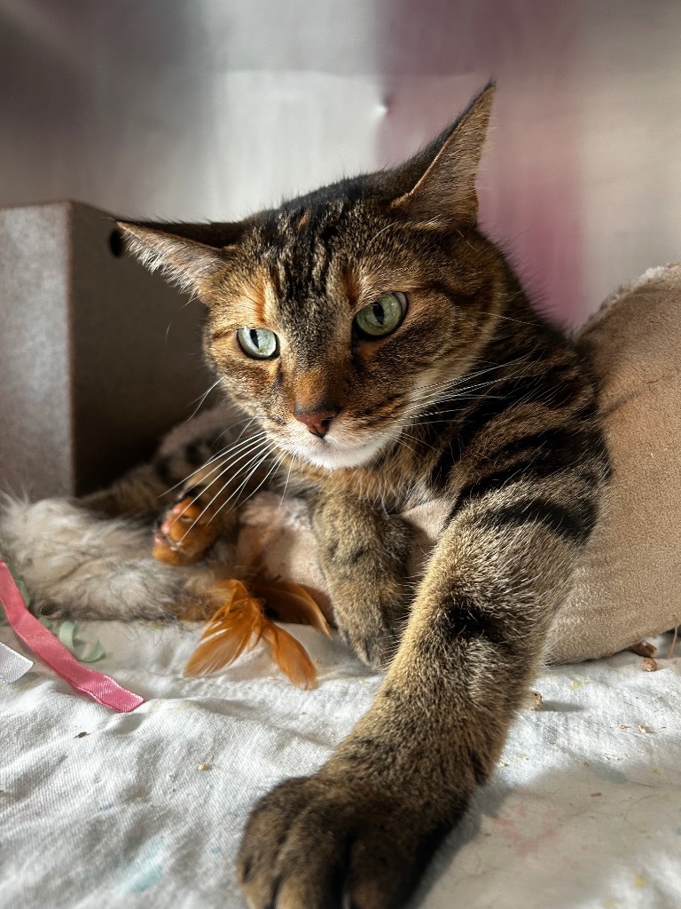 Baby, an adoptable Domestic Short Hair in Ashland, WI, 54806 | Photo Image 5