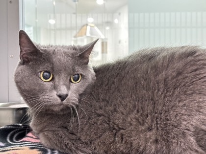Grizabella, an adoptable Chartreux, Domestic Short Hair in Fort Worth, TX, 76103 | Photo Image 1