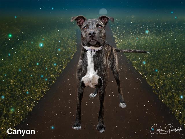 CANYON, an adoptable Mixed Breed in Santa Fe, NM, 87507 | Photo Image 1