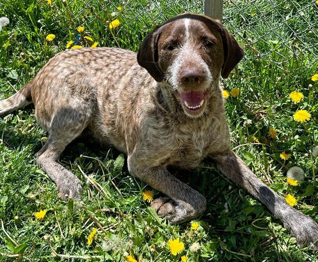 CURLY, an adoptable German Wirehaired Pointer in Ogden, UT, 84404 | Photo Image 1