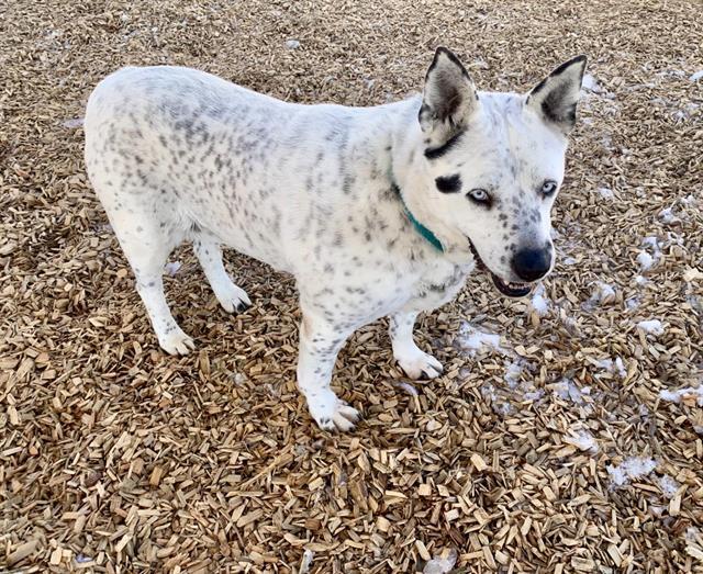 SAPPHIRE, an adoptable Husky, Australian Shepherd in Albuquerque, NM, 87112 | Photo Image 1